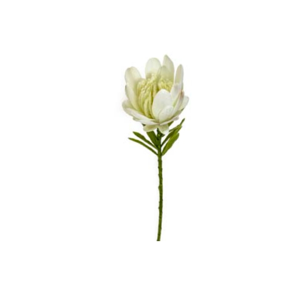 Toolhome Blossoms – Protea Single 38cm White – Pack of 6