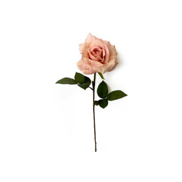 Toolhome Blossoms – Rose Single Blush Pink – 63.5cm – Pack of 12