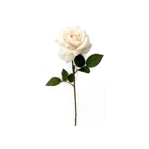 Toolhome Blossoms – Rose Single Cream – 63.5cm – Pack of 6