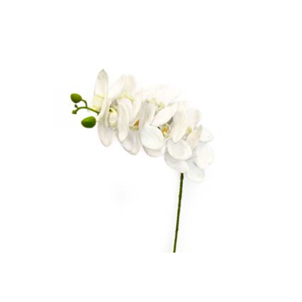 Toolhome Blossoms – Phalaenopsis Cream – 72cm – Pack of 2
