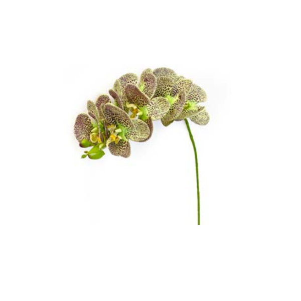 Toolhome Blossoms – Phalaenopsis Purple Green – 72cm – Pack of 2