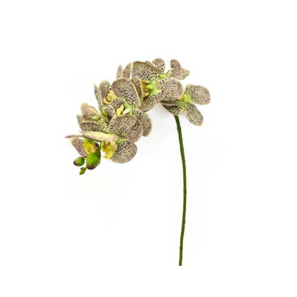 Toolhome Blossoms – Phalaenopsis Green Purple – 72cm – Pack of 4