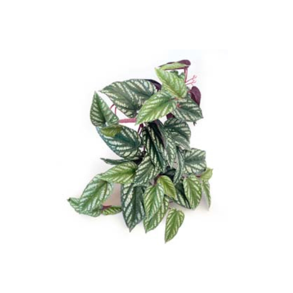Toolhome Blossoms – Cissus Red Back – 51cm – Pack of 2
