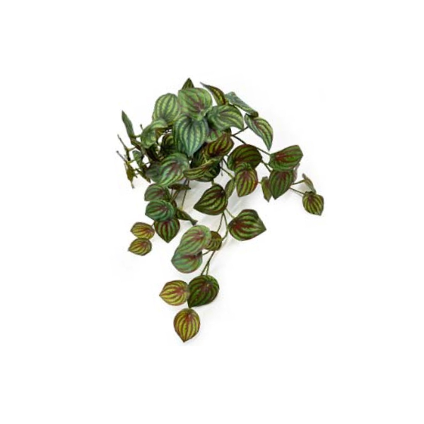 Toolhome Blossoms – Hanging Watermelon Bush R.T – 51cm – Pack of 2