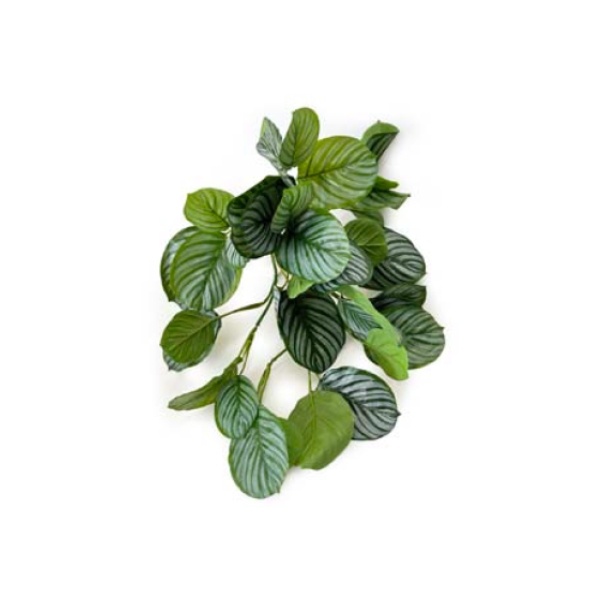 Toolhome Blossoms – Calathia Hanging Bush R.T – 56cm