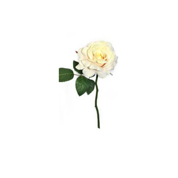 Toolhome Blossoms – Rose Georgia – Sea Shell – Pack of 6 Stems – 30cm