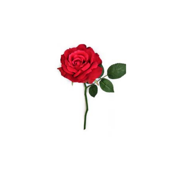Toolhome Blossoms – Rose Georgia – Wine – 30cm