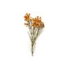 Toolhome Blossoms – Wax Flowers – Rust – Pack of 6 Stems – 78cm Toolhome Blossoms – Wax Flowers – Rust – Pack of 6 Stems – 78cm