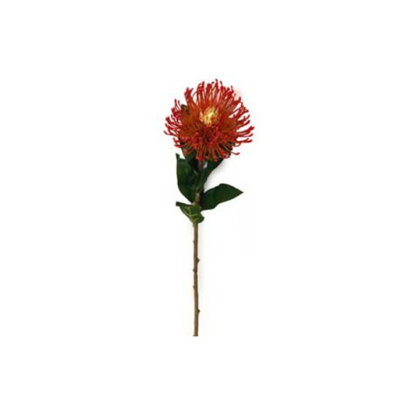 Toolhome Blossoms – Orange Pincushions – 73cm