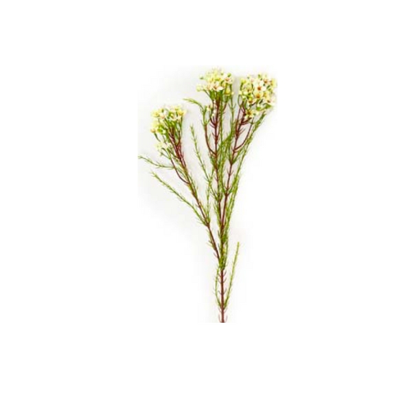 Toolhome Blossoms – Wax Flowers – Cream – Pack of 6 Stems – 78cm