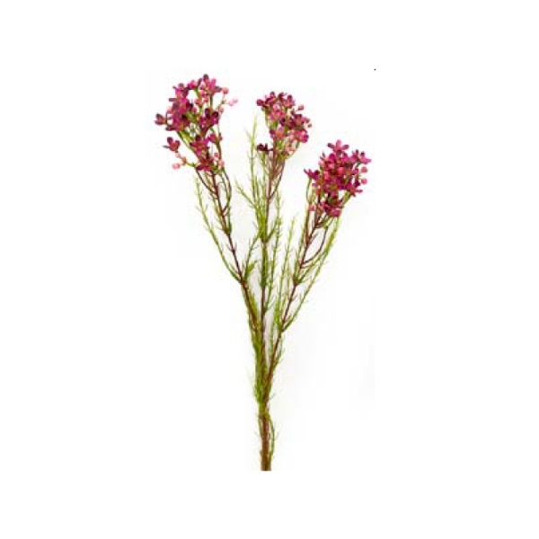 Toolhome Blossoms – Wax Flowers – Plum – Pack of 6 Stems – 78cm