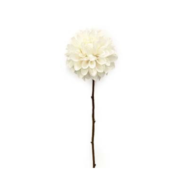 Toolhome Blossoms – Dahlia – Cream – Pack of 6 Stems – 55cm