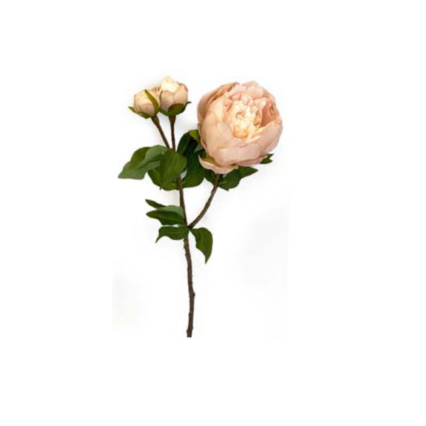Toolhome Blossoms – Peony – Sand (Pack of 12 Stems) – 49cm