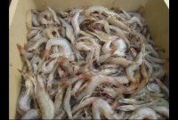 australia shrimp home australia shrimp home