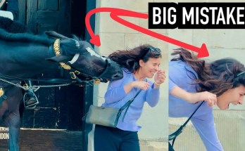 She Got Too Close to Horse Guards, Then This Happened! She Got Too Close to Horse Guards, Then This Happened!