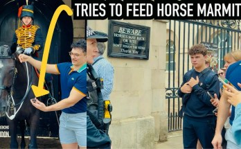 MAN TRIES TO FEED HORSE MARMITE, THEN THIS HAPPENS! MAN TRIES TO FEED HORSE MARMITE, THEN THIS HAPPENS!