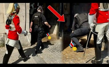 HORSE DID THIS! Then GUARD ASKED FOR HELP HORSE DID THIS! Then GUARD ASKED FOR HELP