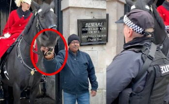 You Don’t Touch the Reins: A Hilarious Tourist Encounter You Don’t Touch the Reins: A Hilarious Tourist Encounter
