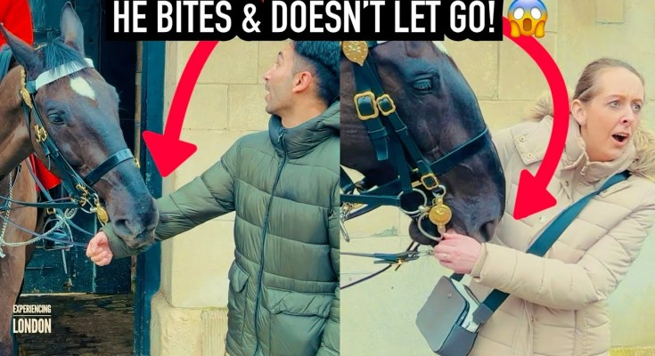 Royal Guard Horse Bite 7, Won’t Release Tourists! Royal Guard Horse Bite 7, Won’t Release Tourists!