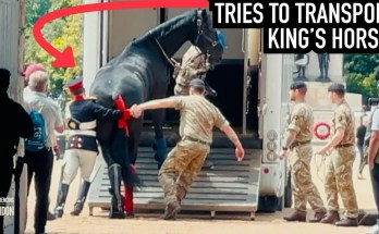 SOLDIERS TRY TO TRANSPORT HUGE KING’S HORSE, HE REACTS LIKE THIS! SOLDIERS TRY TO TRANSPORT HUGE KING’S HORSE, HE REACTS LIKE THIS!