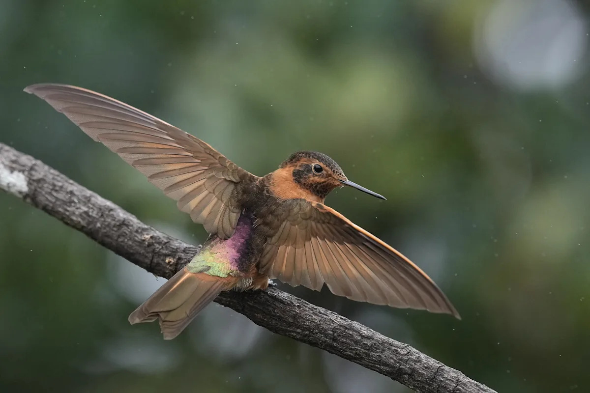 An ancient forest in Ecuador is the last refuge for a small hummingbird facing extinction An ancient forest in Ecuador is the last refuge for a small hummingbird facing extinction