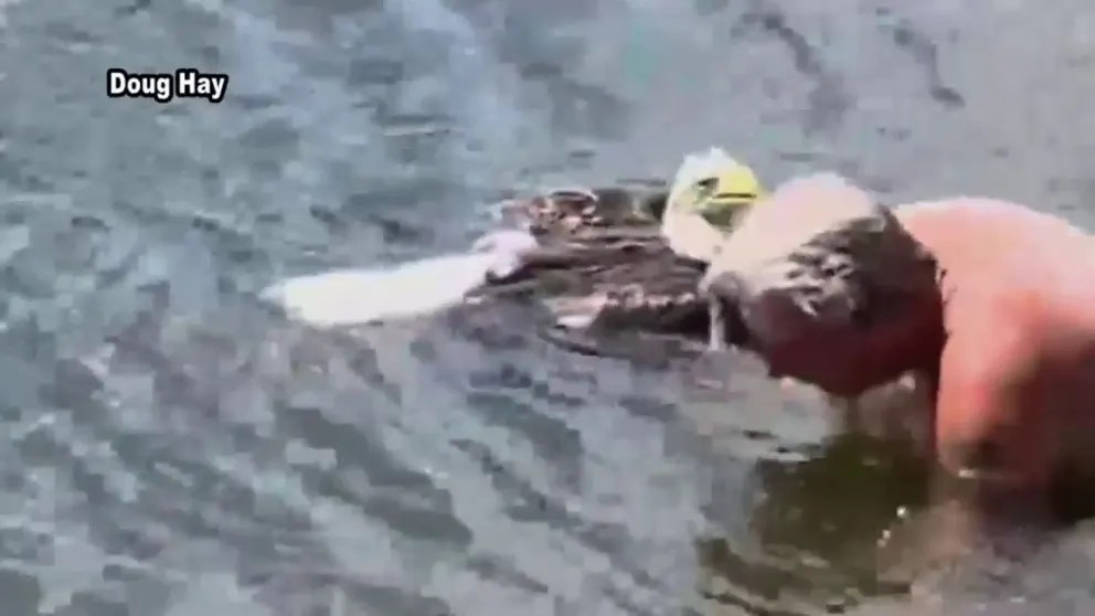 Doug Hay sprang into action to save a bald eagle in distress behind his Florida home. He spoke to FOX 13 Tampa Bay about the wild encounter. 