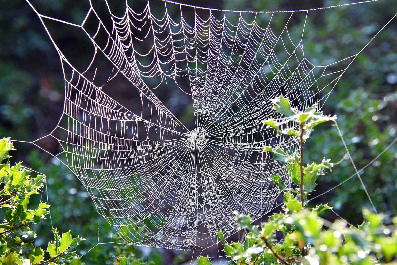 Andalusia Illinois Web Design Andalusia Illinois Web Design