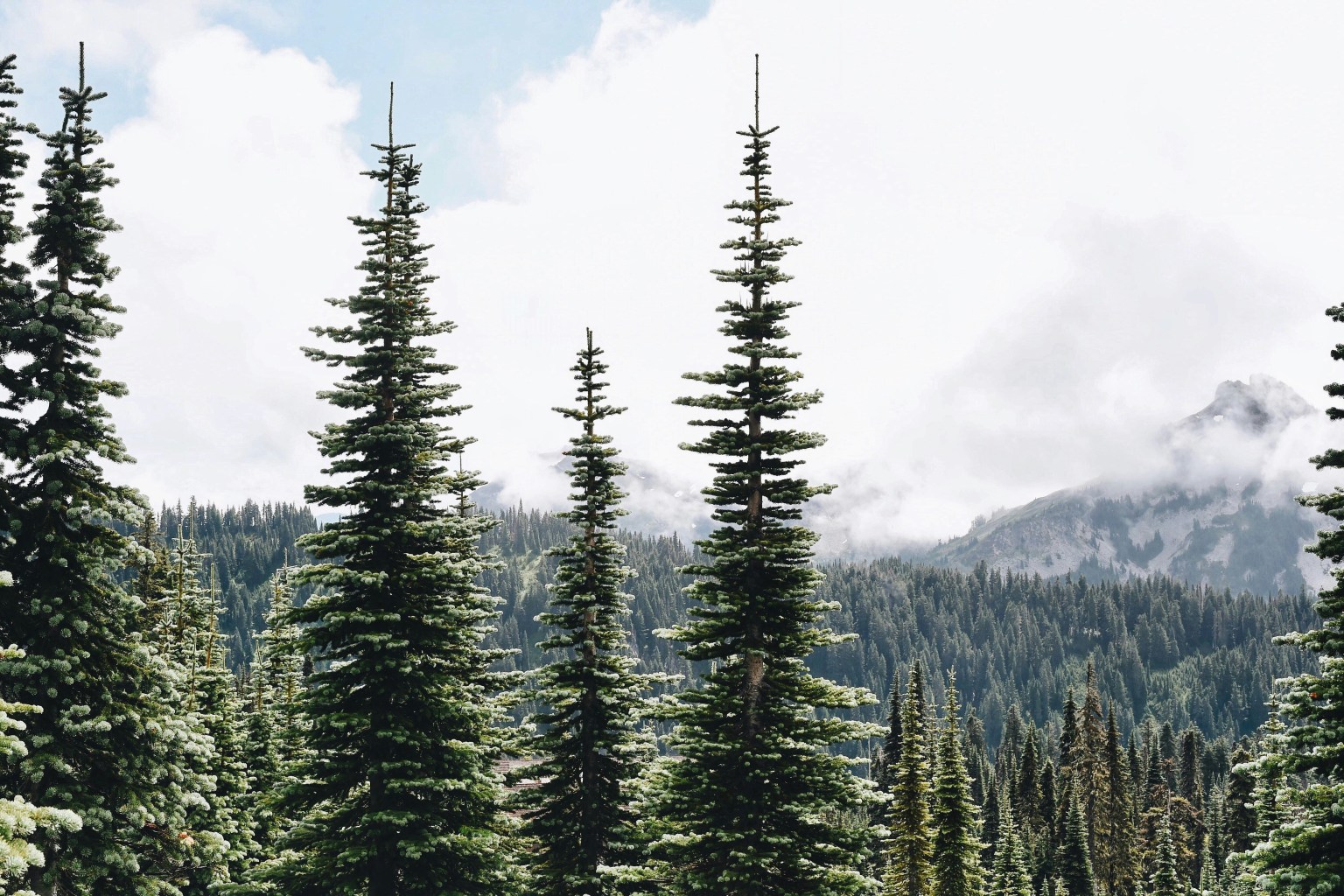 Zillah Washington Web Design Zillah Washington Web Design