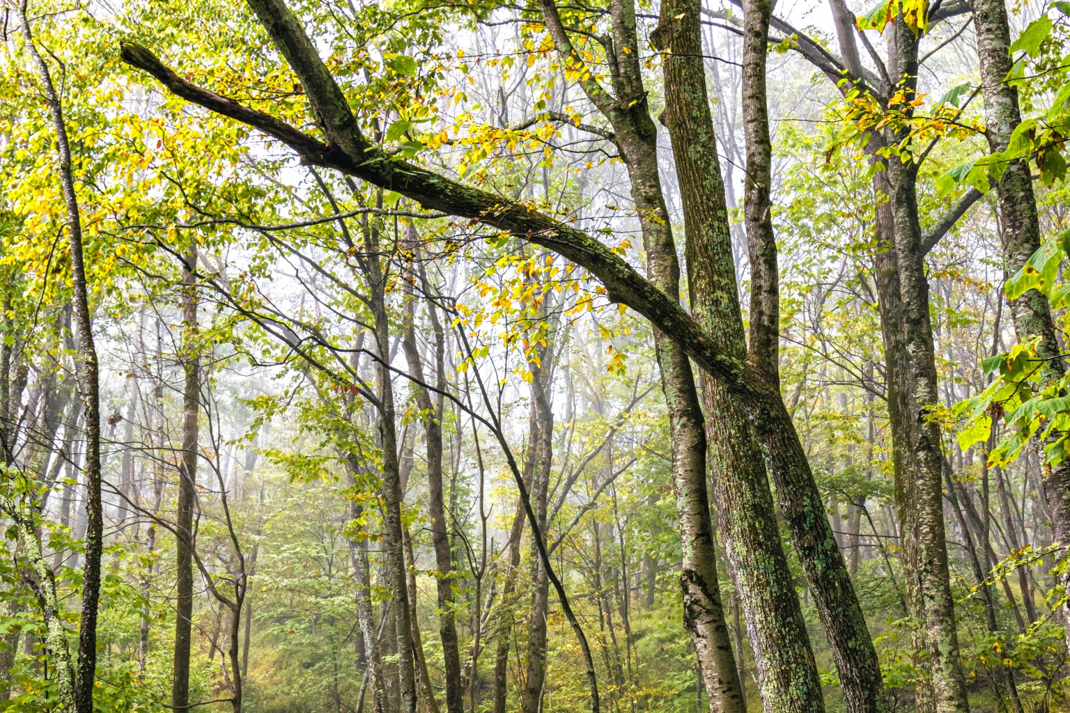 Augusta Springs Virginia Web Design Augusta Springs Virginia Web Design