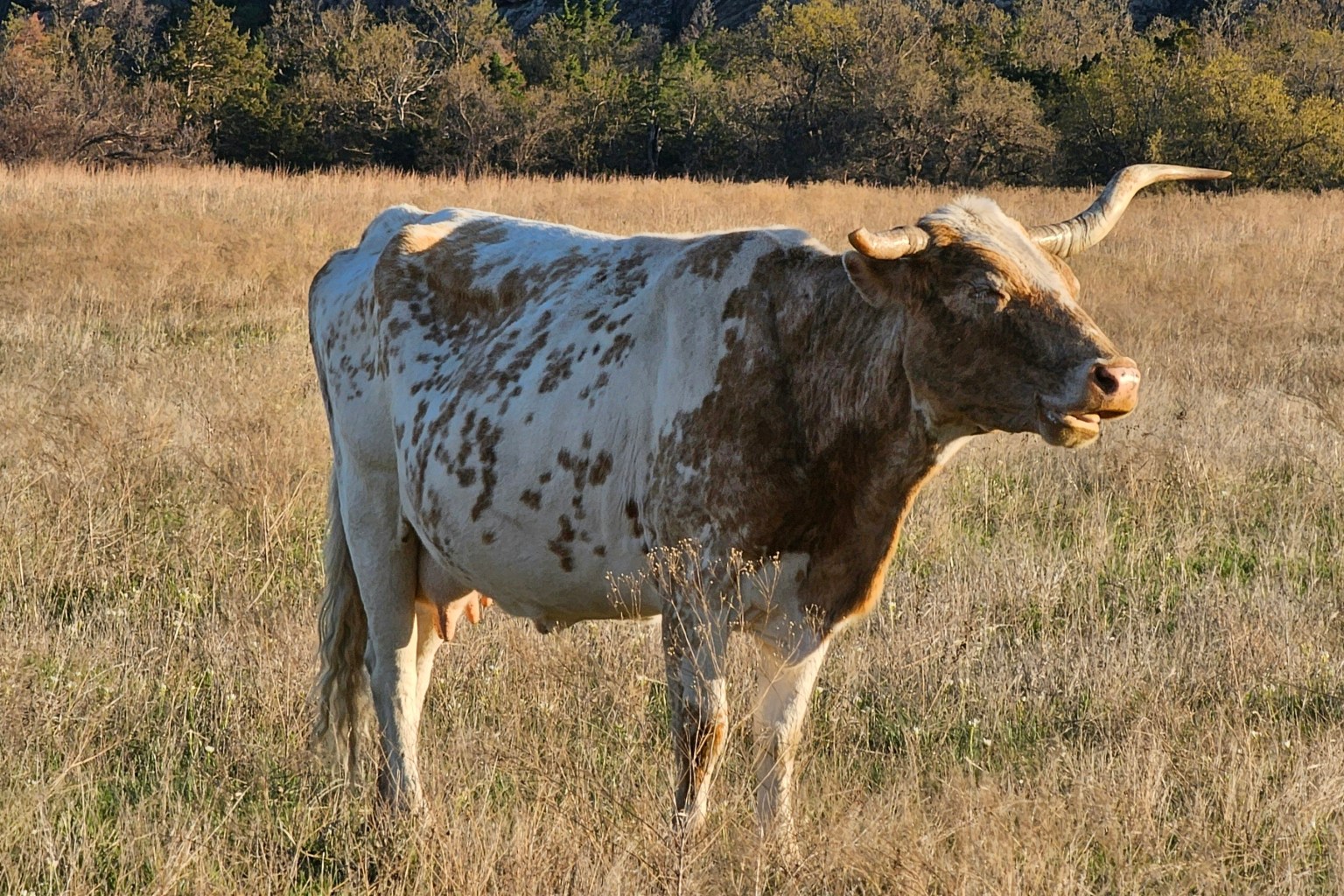 Woodall Oklahoma Web Design Woodall Oklahoma Web Design