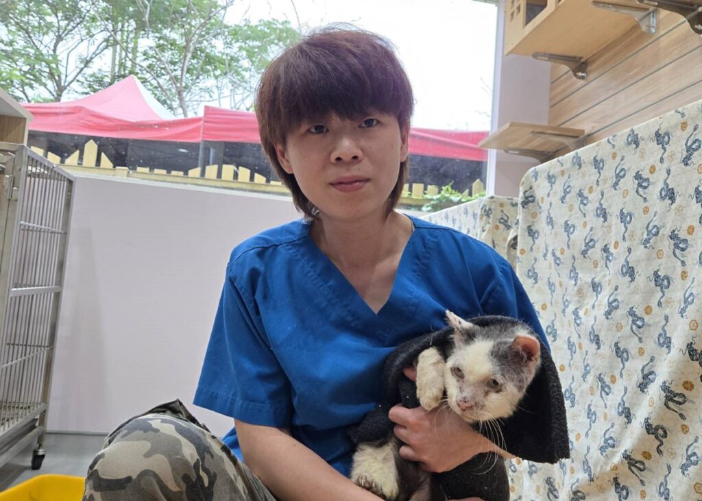 新北市動保處救援平溪老貓,截肢抗病重生勇敢走進幸福新家 12 所幸「老爹」堅毅的精神打動了李小姐,一戶擁有豐富照護經驗的家庭最終決定伸出援手,給牠一個安穩且有尊嚴的歸宿