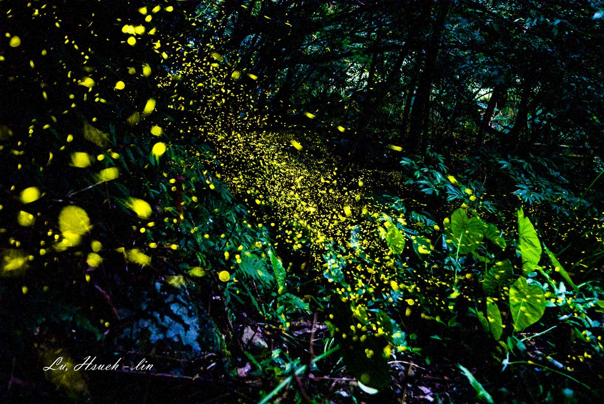 【宜蘭居悠谷生態民宿】小礁溪包棟.烤肉.螢火蟲生態民宿評價 【宜蘭居悠谷生態民宿】小礁溪包棟.烤肉.螢火蟲生態民宿評價