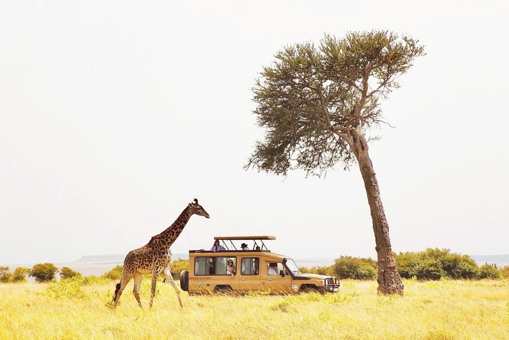 非洲旅遊行程推薦 佳繽旅遊打造無可取代的頂級「動物大遷徙」體驗 3 ▲在safari過程中,可以近距離觀看各種野生動物,你不會知道下一個走過來是什麼動物?! (圖/佳繽旅遊提供)