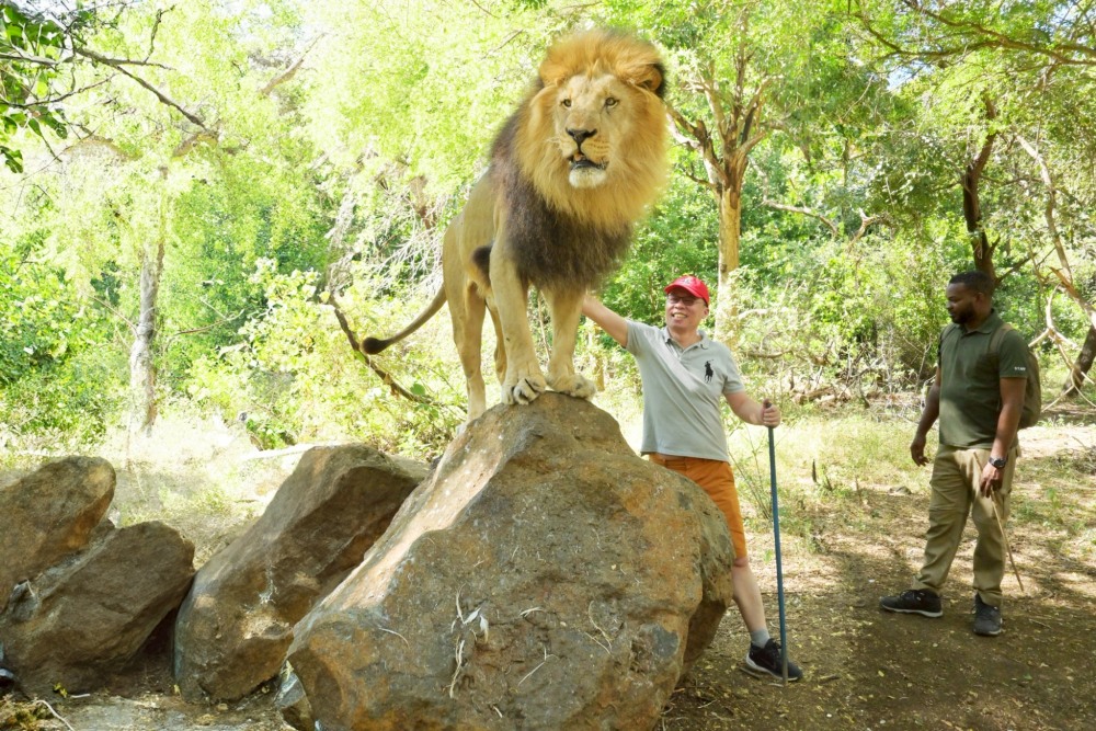 非洲旅遊行程推薦 佳繽旅遊打造無可取代的頂級「動物大遷徙」體驗 2 ▲馬達加斯加+模里西斯行程裡面,在模里西斯與獅子散步。(圖/佳繽旅遊提供)
