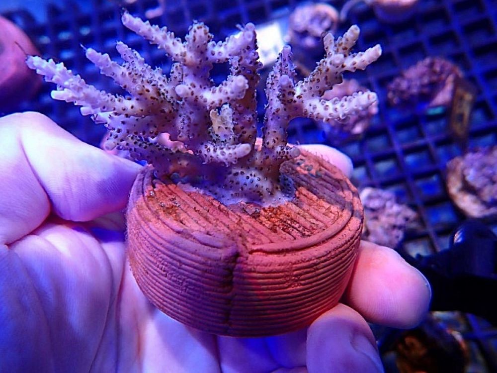 桃園USR聯盟跨校會議重啟 龍華科大深化交流合作 3 《圖說》3D列印生態友善陶瓷基座能有效提升珊瑚的附著率與穩定。〈龍華科大提供〉