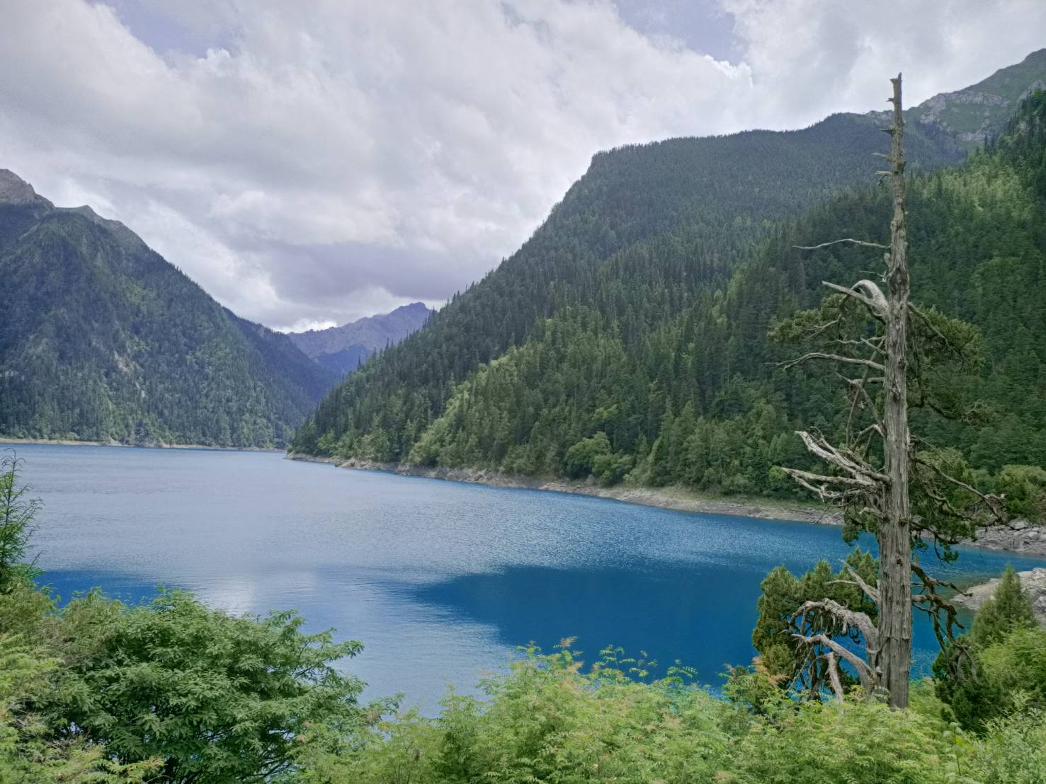 台灣青年創拍交流活動 走讀文化四川九寨溝 3 ▲九寨溝長海,圖右方是一棵奇樹,所有枝杈全都位於樹幹一側,而另一側則光禿禿的,造型獨特。(圖/主辦單位提供)