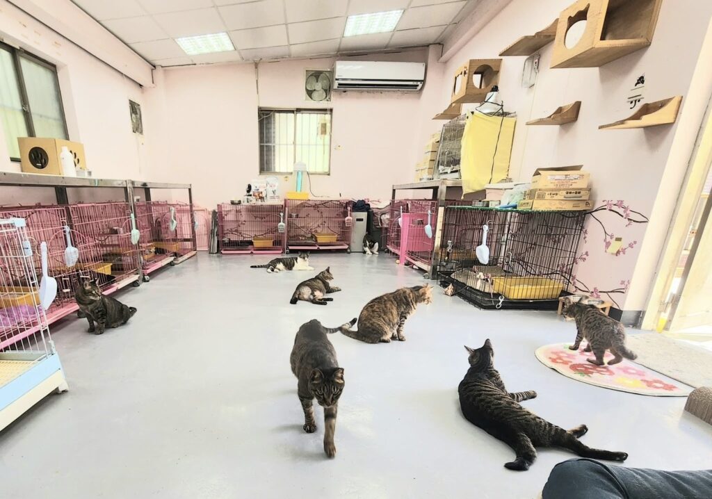 新北總動員讓毛寶貝清涼一夏 10 %E8%B2%93%E5%92%AA%E8%88%92%E9%81%A9%E5%9C%B0%E5%90%B9%E5%86%B7%E6%B0%A3