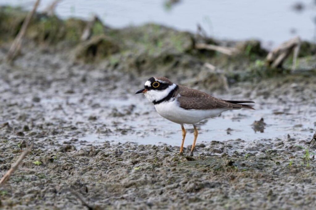 保育棲地又提高收益 新北田寮洋鳥類紀錄冠全台 18 %E7%94%B0%E5%AF%AE%E6%B4%8B%E5%85%A8%E7%90%83%E7%9F%A5%E5%90%8D%E7%9A%84%E9%B3%A5%E9%A1%9E%E7%B7%9A%E4%B8%8A%E8%B3%87%E6%96%99%E5%BA%ABeBird%E9%B3%A5%E9%A1%9E%E7%B4%80%E9%8C%84%E9%81%94367%E7%A8%AE%EF%BC%8C%E5%9C%96%E7%82%BA%E5%B0%8F%E7%92%B0%E9%A0%B8%E9%B4%B4%E9%99%B3%E6%98%8E%E8%8A%AB%E6%94%9D%E5%BD%B1