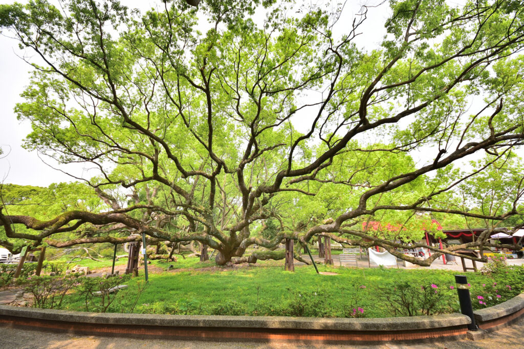 石岡熱氣球嘉年華8/29登場 暢遊山城全攻略 3 %E4%BA%94%E7%A6%8F%E8%87%A8%E9%96%80%E7%A5%9E%E6%9C%A8 %E4%BA%94%E7%A8%AE%E6%A8%B9%E6%9C%A8%E5%85%B1%E7%94%9F%E7%9B%A4%E6%A0%B9 %E5%AE%9B%E5%A6%82%E5%AE%AE%E5%B4%8E%E9%A7%BF%E7%AD%86%E4%B8%8B%E7%9A%84%E9%AD%94%E5%B9%BB%E5%A0%B4%E6%99%AF 0