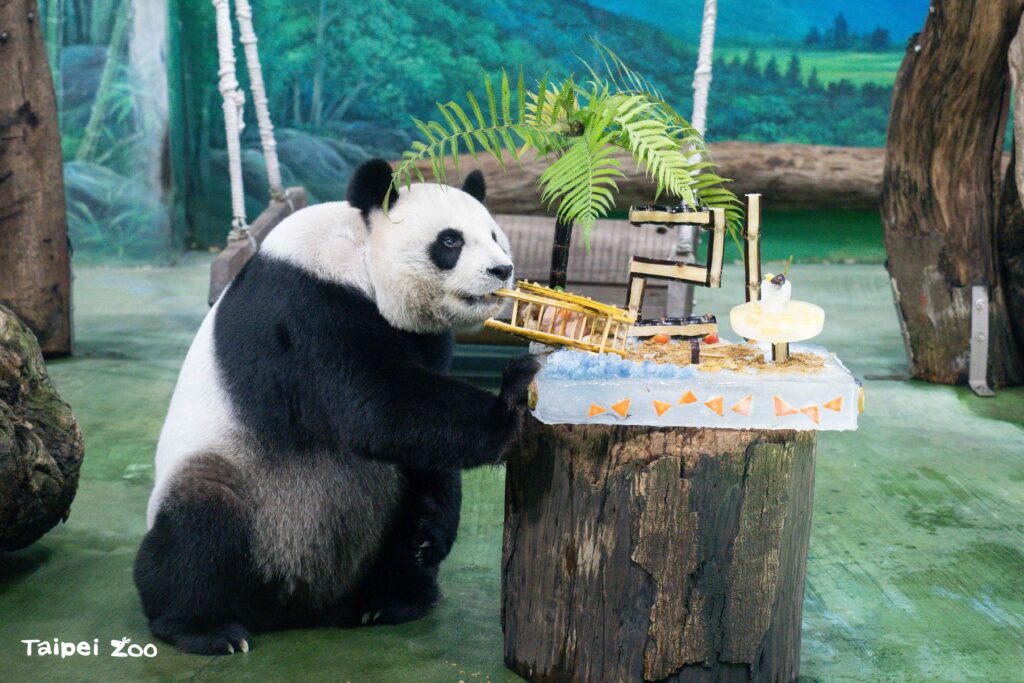 大貓熊「圓圓」歡慶21歲生日 6 a7eae9ab 39f3 4f28 9771 0e2122c1bb9e