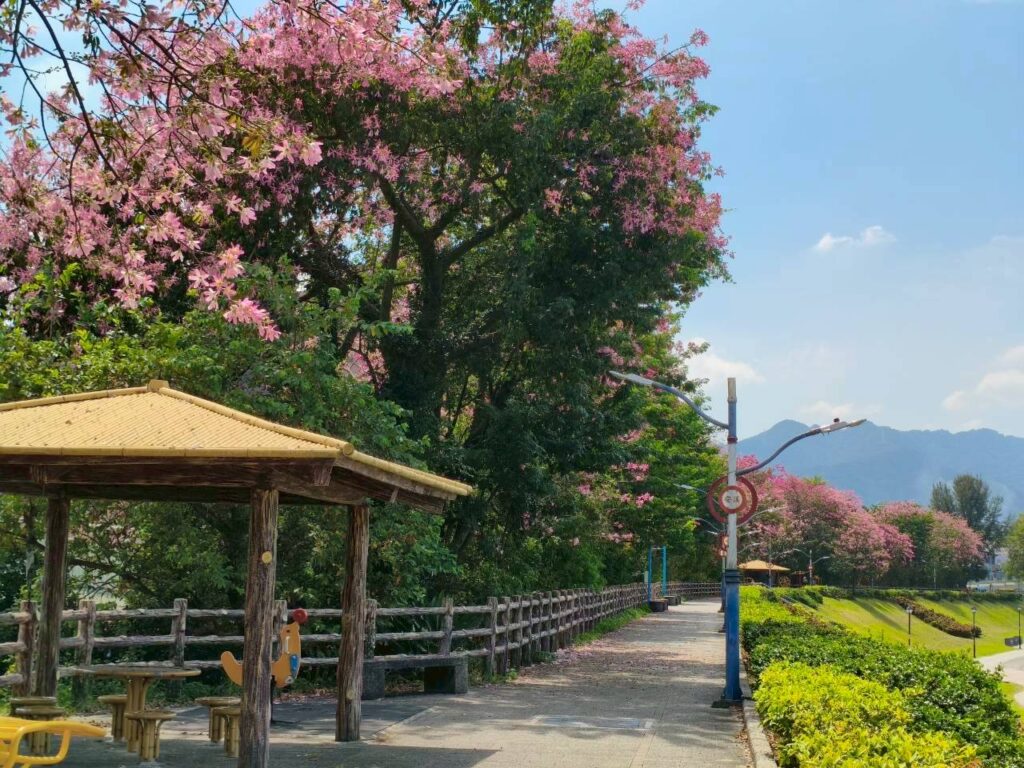 賞美人趁現在 初秋漫遊淡水、三峽享夢幻花海美景 11 %E4%B8%89%E5%B3%BD%E6%B2%B3%E5%8F%B3%E5%B2%B8%E3%80%8C%E5%AE%89%E6%BA%AA%E7%BF%A0%E5%A0%A4%E3%80%8D%E4%B9%9F%E6%98%AF%E4%B8%80%E8%99%95%E7%BE%8E%E4%BA%BA%E6%A8%B9%E7%A7%81%E6%88%BF%E6%99%AF%E9%BB%9E%EF%BC%8C%E6%AF%8F%E5%88%B0%E8%8A%B1%E6%9C%9F%E7%B8%BD%E6%98%AF%E5%90%B8%E5%BC%95%E4%B8%8D%E5%B0%91%E6%B0%91%E7%9C%BE%E4%BE%86%E6%AD%A4%E6%95%A3%E6%AD%A5%E8%B3%9E%E8%8A%B1%E6%8B%8D%E7%85%A7