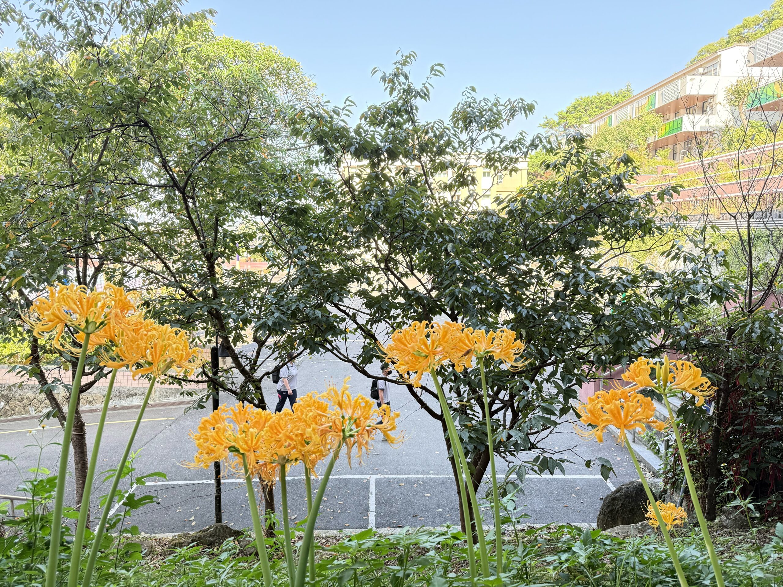 二信高中校慶前迎來金花石蒜綻放喜氣洋洋 2 S 74571911 scaled