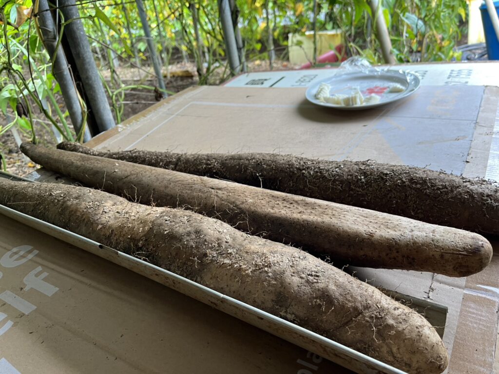 士林山藥小隊集結登場!黑白山藥對決、食農講堂一次看 39 1055812 1024x768 1