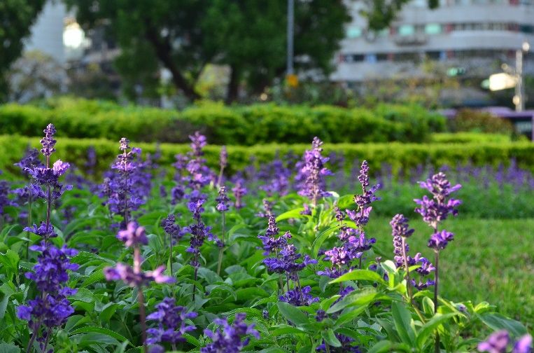 仁愛圓環周遭爆開火樣花卉 6 476db5bf ac8b 452e a865 2f7d286b4cd2