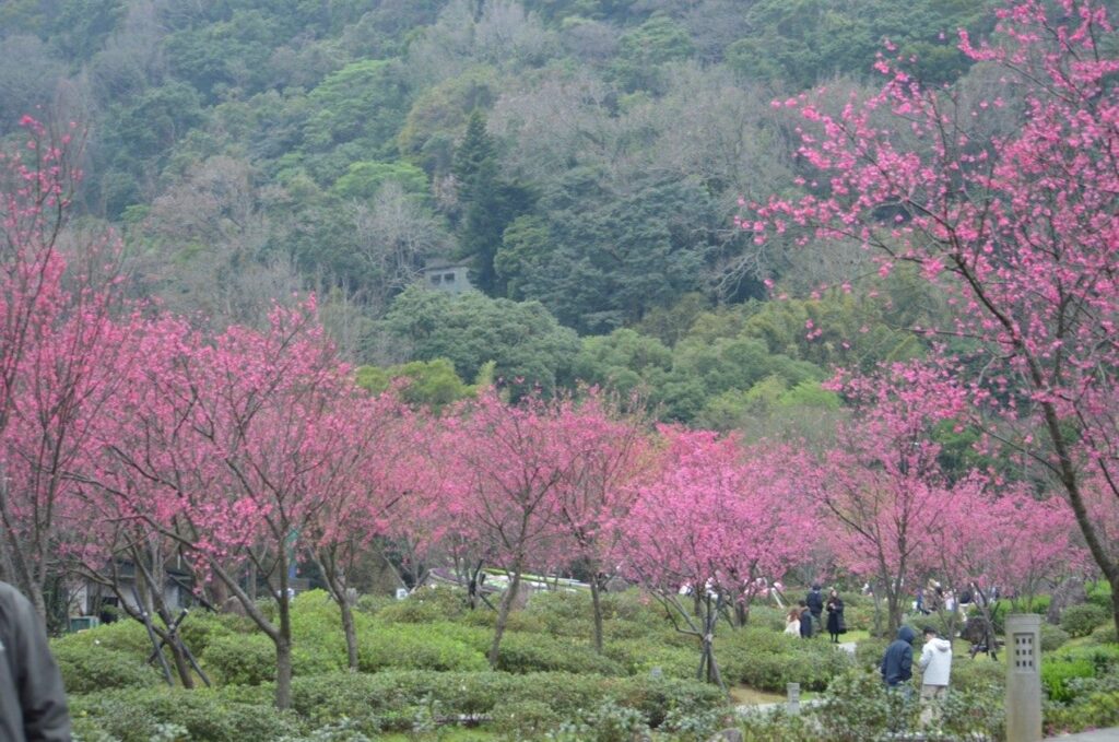 不只賞花 陽明山花季推出低碳後花園特展 4 7274882b ce66 42d9 80cb 4b38e728d122 1024x679 1