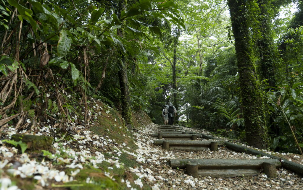 新北野山林親山體驗首波3條路線6月登場 結合名旅遊通路平台共推山林遊程 21 %E8%A6%AA%E6%B0%91%E5%B9%B3%E7%B7%A9%E7%9A%84%E4%B8%89%E8%8A%9D%E8%B3%9E%E6%A1%90%E6%AD%A5%E9%81%93%E6%BC%AB%E6%AD%A5%E6%9E%97%E9%96%93%E7%9B%A1%E4%BA%AB%E8%8A%AC%E5%A4%9A%E7%B2%BE%E7%9A%84%E6%B8%85%E6%96%B0%E7%99%82%E7%99%92%E5%AE%A2%E5%AE%B6%E4%BA%8B%E5%8B%99%E5%B1%80%E6%8F%90%E4%BE%9B 1024x643 1