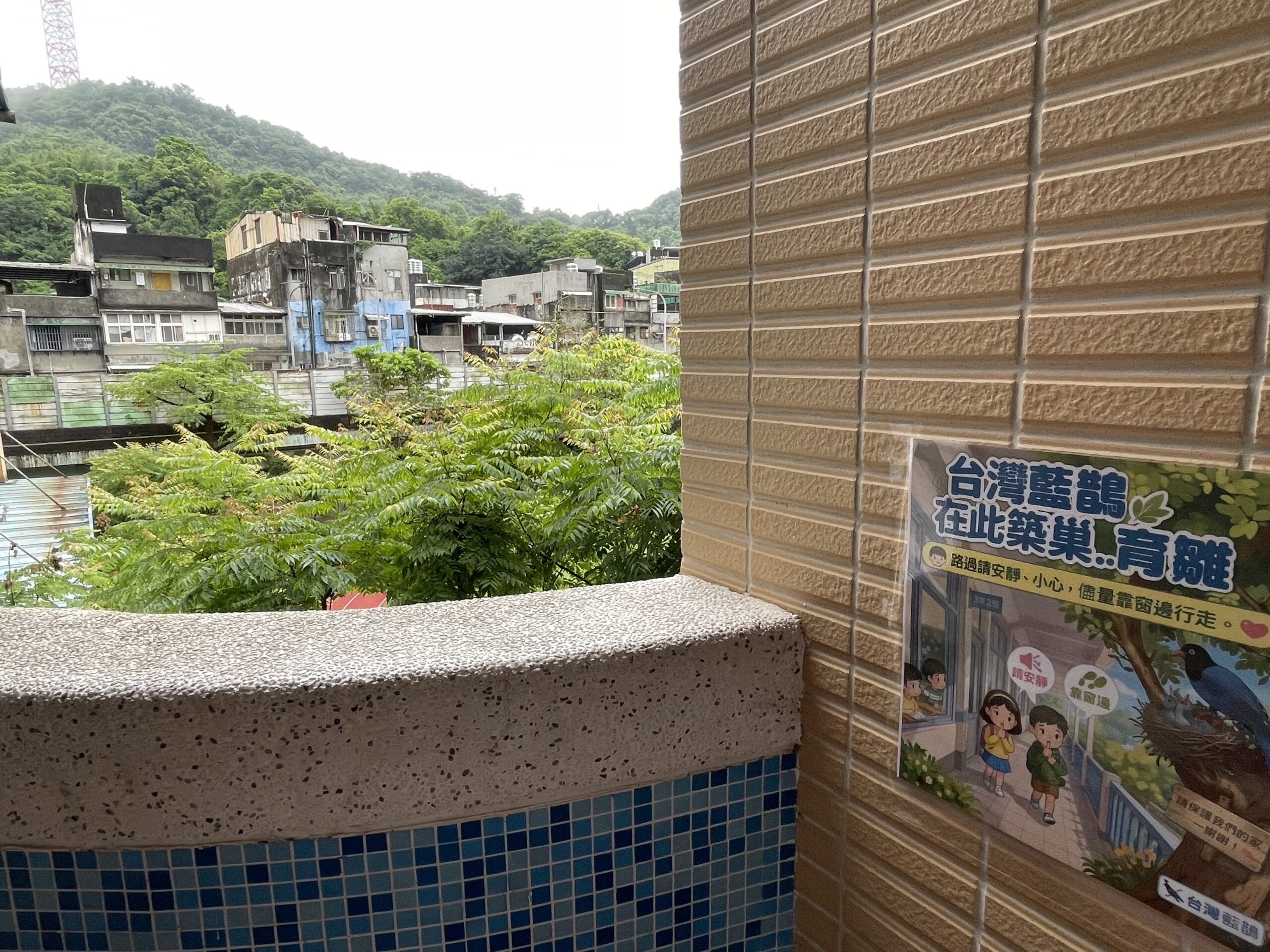 西定國小師生用愛與關懷守護藍鵲新生命誕生校園 27 7F1A78A5 A3B4 41F8 A483 A6D37A47ED8C scaled