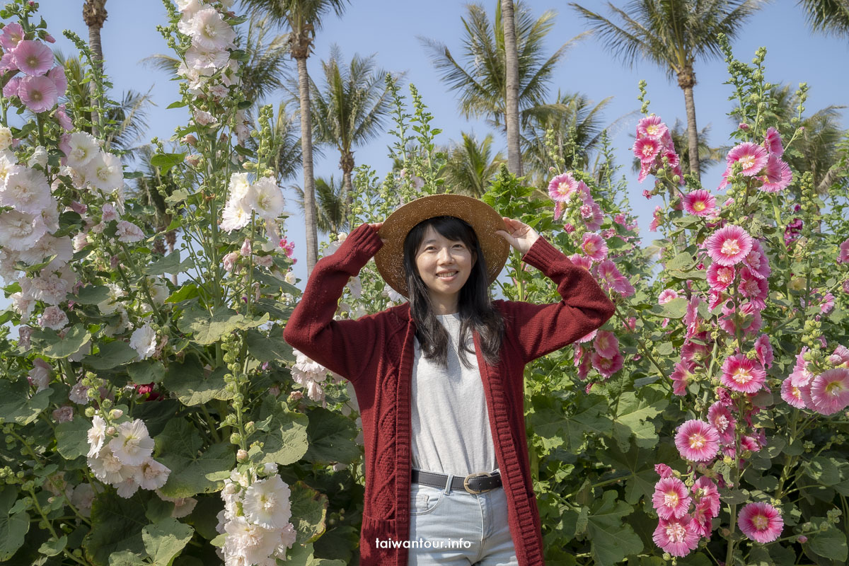 【2023學甲蜀葵花海】台南親子景點推薦.交通.地址 【2023學甲蜀葵花海】台南親子景點推薦.交通.地址