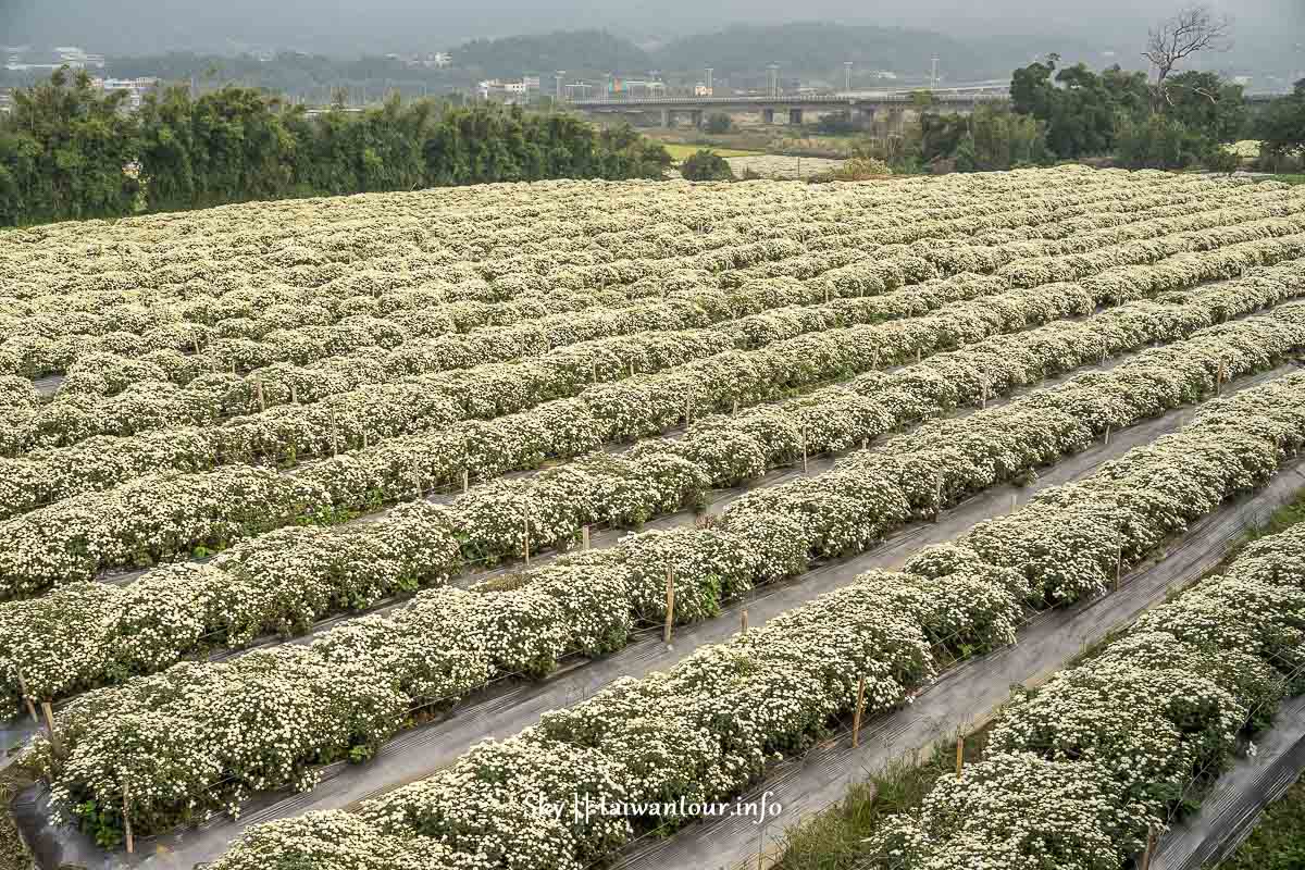 【2019苗栗銅鑼杭菊節】花季地址.火車.公車一日遊 【2019苗栗銅鑼杭菊節】花季地址.火車.公車一日遊