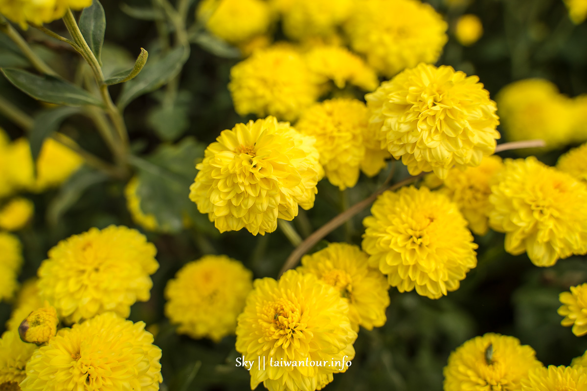 【2019苗栗銅鑼杭菊節】花季地址.火車.公車一日遊 【2019苗栗銅鑼杭菊節】花季地址.火車.公車一日遊